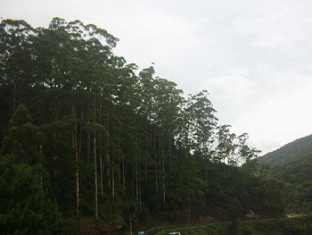 Sri Lanka, Nuwara Eliya, Ingle Wood Lodge